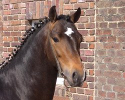 horse Top Balino (Welsh-Pony (Section B), 2004, from Blue Stone Swing Boy)