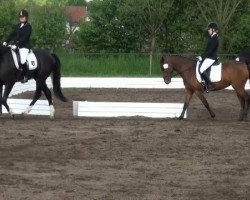 jumper Roldan (Hanoverian, 2003, from Rotspon)