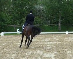 dressage horse Aragon W (Westphalian, 2001, from Aquilino)