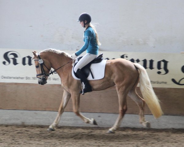 broodmare Nena (Haflinger, 2009, from Nebos I (3,125% ox))