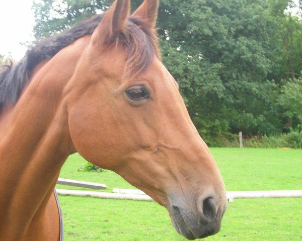 horse Baghira C (Arab half breed / Partbred, 1997, from Bouquet AA)
