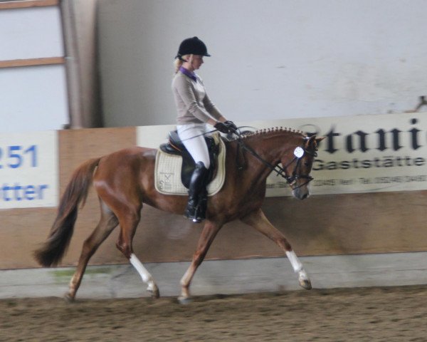 broodmare Top Lady (German Riding Pony, 2009, from Top Champy)