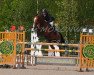 broodmare Gigi van het Polderhof (Belgian Warmblood, 2006, from Kashmir van't Schuttershof)