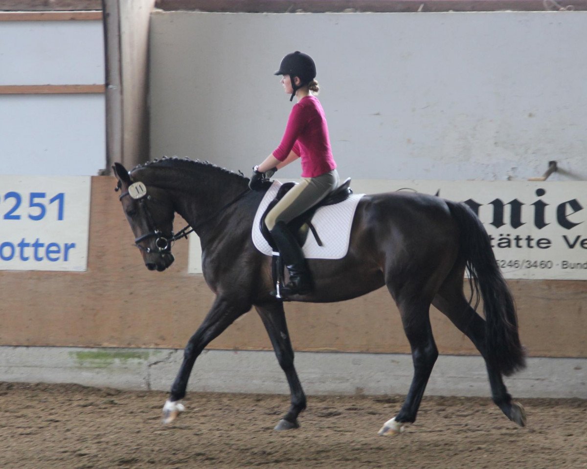 broodmare Fleur Belle (Westphalian, 2009, from Fineliner 2)