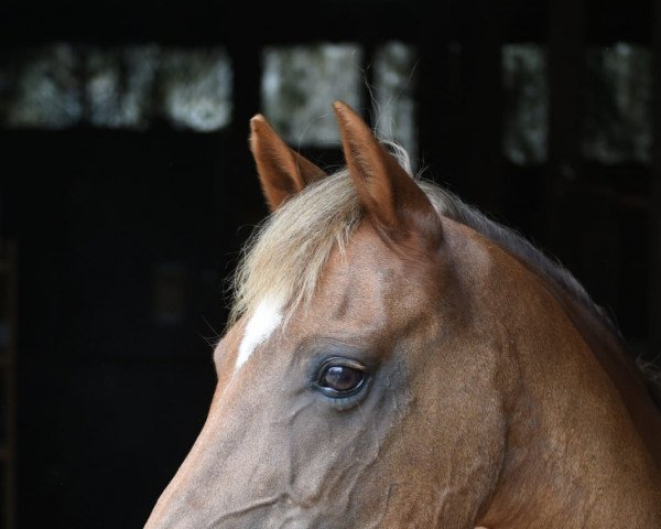 Zuchtstute Rosenhof Cindy (Welsh Pony (Sek.B), 1999, von Champino)