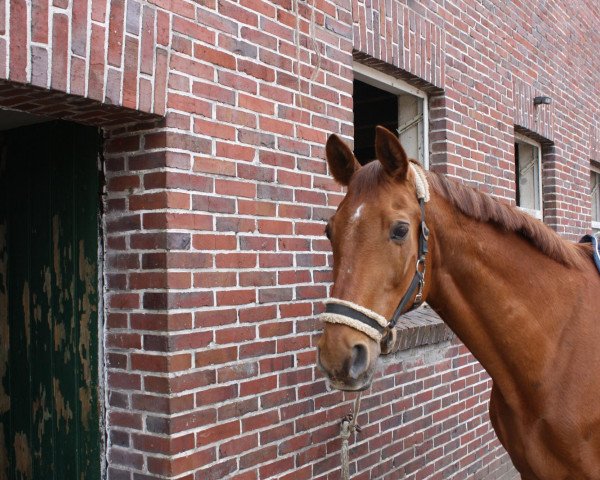 Pferd Graveur (Hannoveraner, 1988, von Goldjunge)