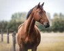 jumper Talloun (KWPN (Royal Dutch Sporthorse), 2015, from Talmann)