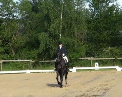 dressage horse Horrido 27 (Hanoverian, 2005, from His Highness)