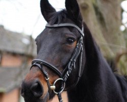 broodmare Nadina (Oldenburg, 1996, from Donnerhall)