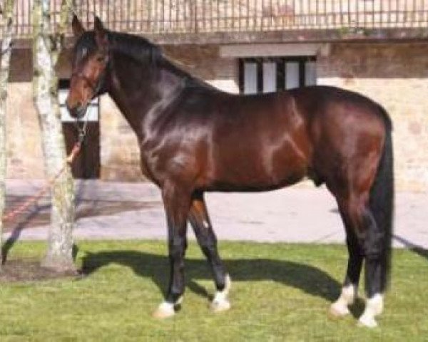stallion Classido (Holsteiner, 1998, from Concerto II)