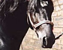 stallion Abercippyn Ben Dafydd (Welsh-Cob (Sek. D), 1993, from Cippyn Real Magic)