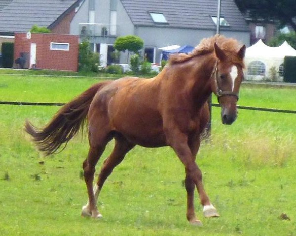 broodmare Friederike (Rhinelander, 1989, from Frederiko)