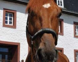 dressage horse Floristo B (Rhinelander, 2004, from Floribot)