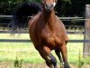 horse Naomi (Czech Warmblood, 2004, from Carismo II 123 FIN)