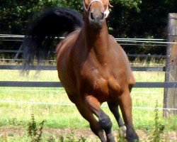 Pferd Naomi (Tschechisches Warmblut, 2004, von Carismo II 123 FIN)