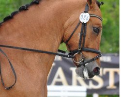 dressage horse No-Dr.Schiwago (German Riding Pony, 1999, from FS Don't Worry)