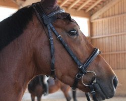 dressage horse Samira (Oldenburg, 2008, from San Amour I)