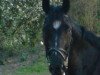 dressage horse Sydney Symphonie (Oldenburg, 2004, from Stedinger)