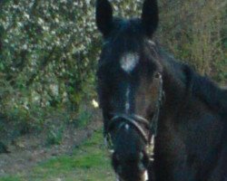 dressage horse Sydney Symphonie (Oldenburg, 2004, from Stedinger)