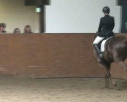 dressage horse Darian (Hanoverian, 2004, from De Kooning)