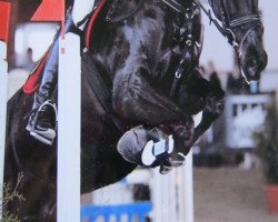 dressage horse Pele Negrino (Rhinelander, 2004, from Prado)