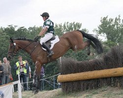 horse Maverick McNamara (UK Warmblood, 2004, from Medoc)