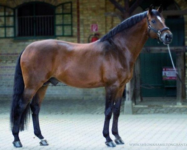 stallion Laureus NRW (Westphalian, 1999, from Laurentianer)