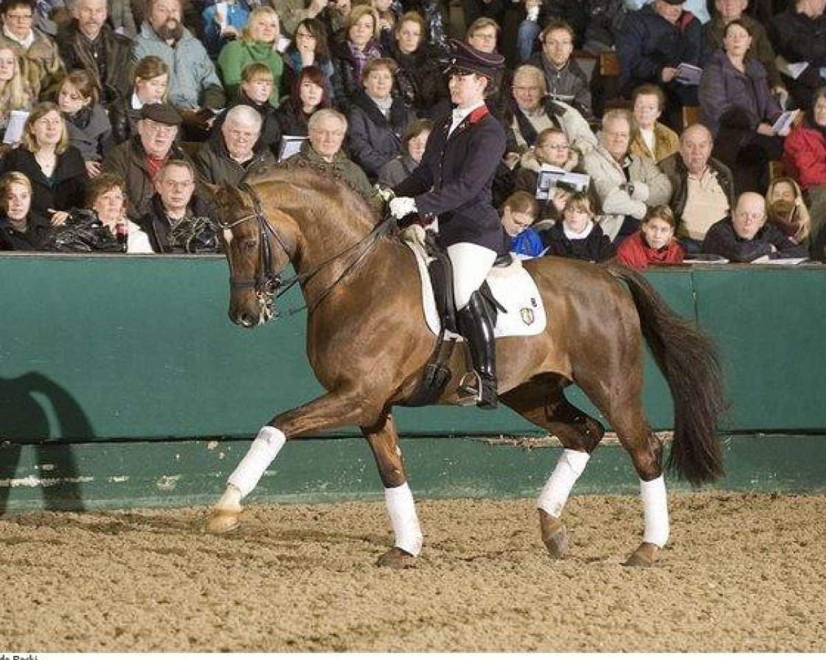 stallion Fürst Piccolo (Rhinelander, 1997, from Fidermark)