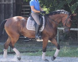 dressage horse Eliano 7 (Westphalian, 2016, from Ehrenstolz)