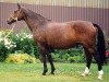 horse Anka (Hanoverian, 1976, from Absatz)