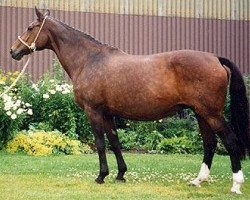 broodmare Anka (Hanoverian, 1976, from Absatz)