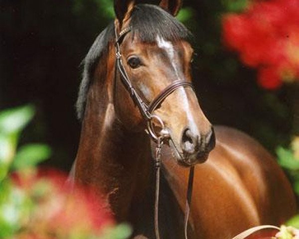 horse Quinar (Holsteiner, 1995, from Quidam de Revel)