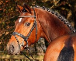 stallion Fabrizio (Oldenburg, 2009, from Fürst Romancier)