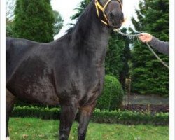 broodmare Granada (Oldenburg, 2004, from Amidou)