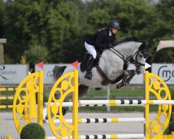 jumper Captain Amerika (German Sport Horse, 2016, from Carinue)