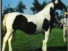 broodmare Tina (KWPN (Royal Dutch Sporthorse), 1964, from Ordonnans)