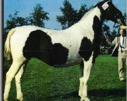 broodmare Tina (KWPN (Royal Dutch Sporthorse), 1964, from Ordonnans)