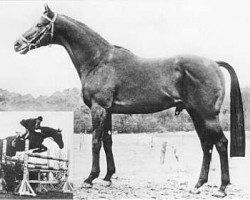 stallion Pericles xx (Thoroughbred, 1962, from Relic xx)