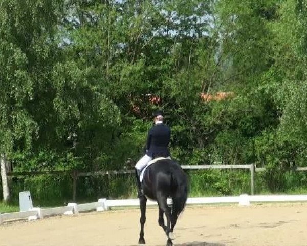 Dressurpferd Danny Bo (Oldenburger, 2002, von Del Piero)
