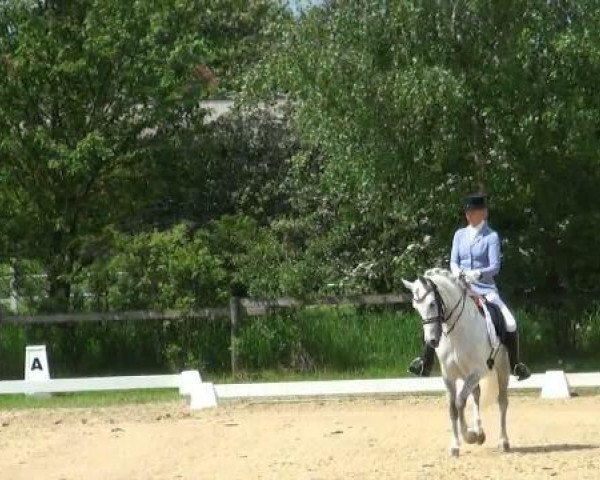 Zuchtstute Haya WE (Deutsches Reitpony, 2004, von Halifax)