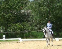 Zuchtstute Haya WE (Deutsches Reitpony, 2004, von Halifax)