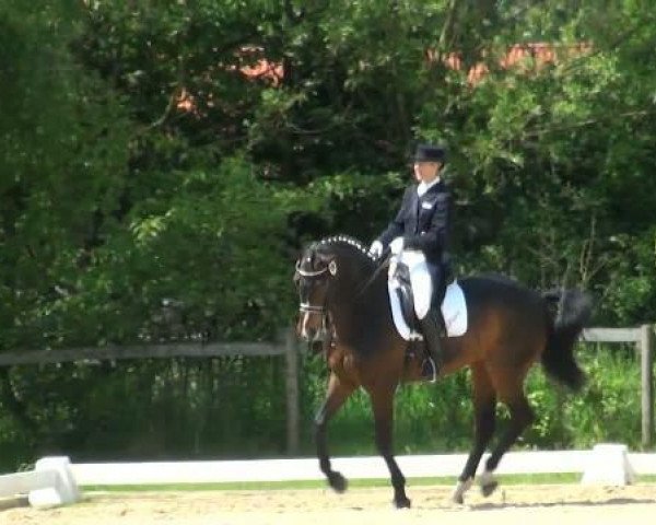 dressage horse Sandrigo 3 (Westphalian, 2002, from Sunny-Boy)