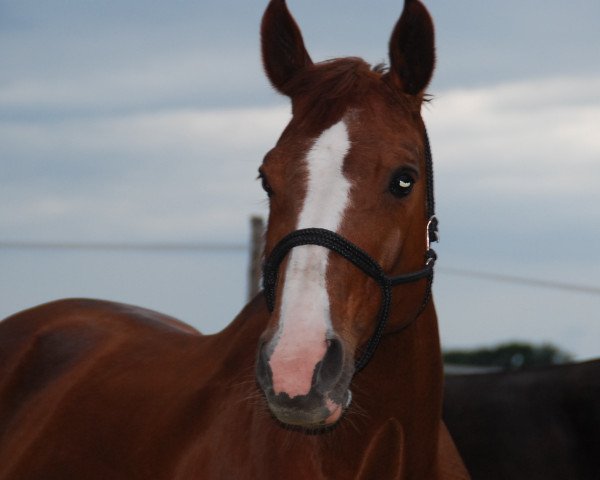 broodmare Sina (Thuringia, 1996, from Donnerschlag)