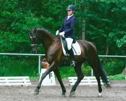 dressage horse Rubinfire S (Hessian Warmblood, 2001, from Rubioso N)