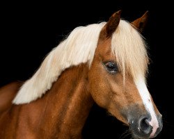 dressage horse Keulse Hoeve's Floortje (Welsh, 2017, from Linde Hoeve's Elegant)