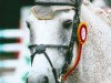 dressage horse Golden Daydream (Connemara Pony, 1997, from Grange Surf Sparrow)