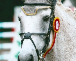 dressage horse Golden Daydream (Connemara Pony, 1997, from Grange Surf Sparrow)