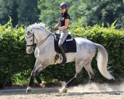 dressage horse Johnny Cash (Oldenburg, 2005, from Cassini I)