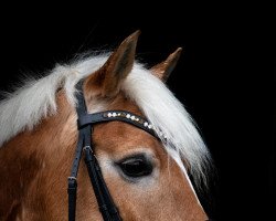 dressage horse Fascara Sonique (Haflinger, 2007, from Anthony)