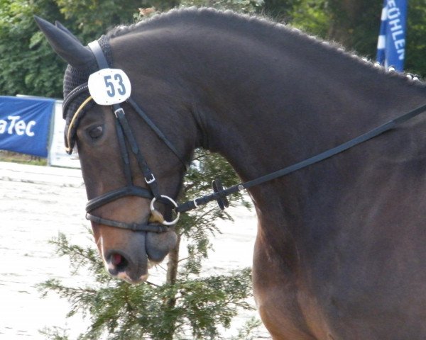 horse Cadeau Conocido (Westphalian, 2006, from Christiano)